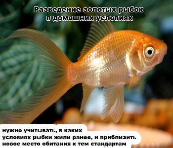 Уход и содержание золотых рыбок в домашних условиях Уход и содержание золотых рыбок в домашних условиях