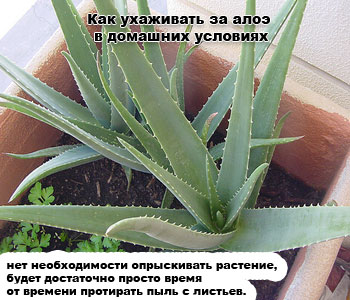 Как ухаживать за столетником в домашних условиях 544