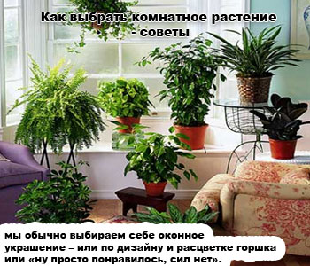 Как выбрать комнатное растение - советы