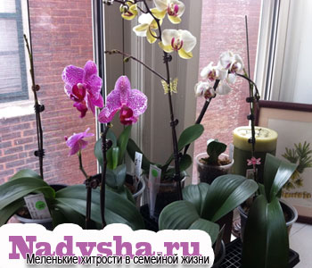 Как вырастить орхидею в домашних условиях