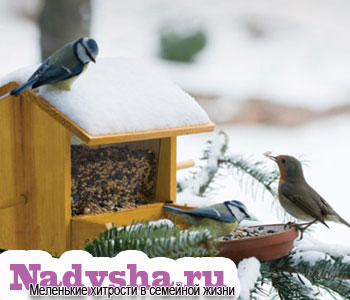 Как помочь птицам зимой - советы