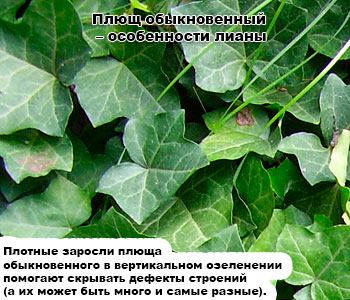 Плющ обыкновенный выращивание из семян 34