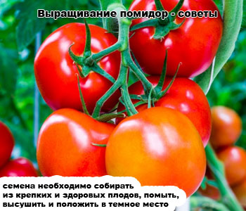 Выращивание помидор - советы