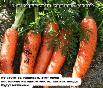 Как выращивать морковь - советы
