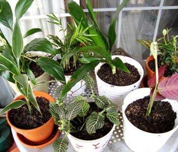 Как правильно ухаживать за комнатными растениями
