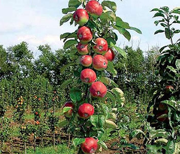 Колоновидные яблони - деревья для маленьких садовых участков