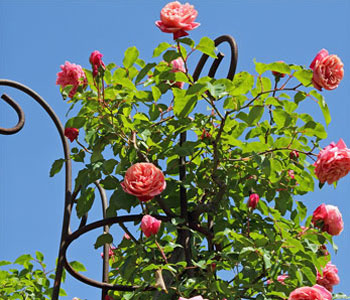 Как организовать розарий в саду