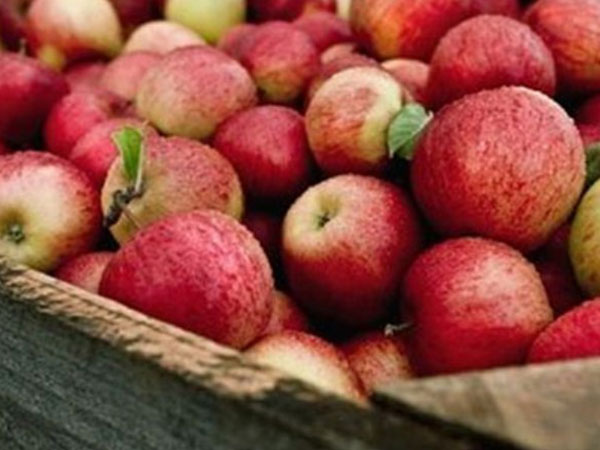 Хранение яблок в домашних условиях до весны